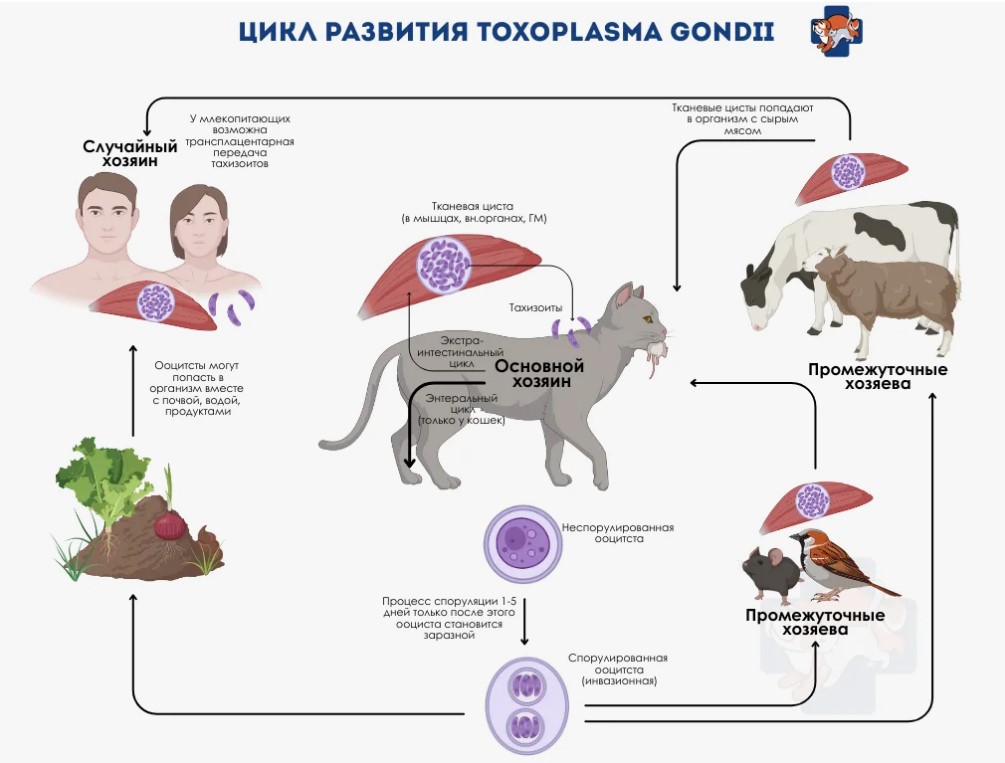 цикл развития токсоплазмоза