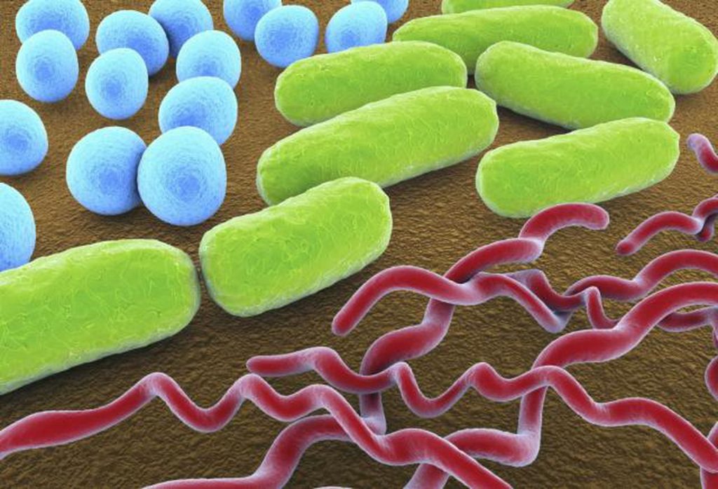 общение бактерий
